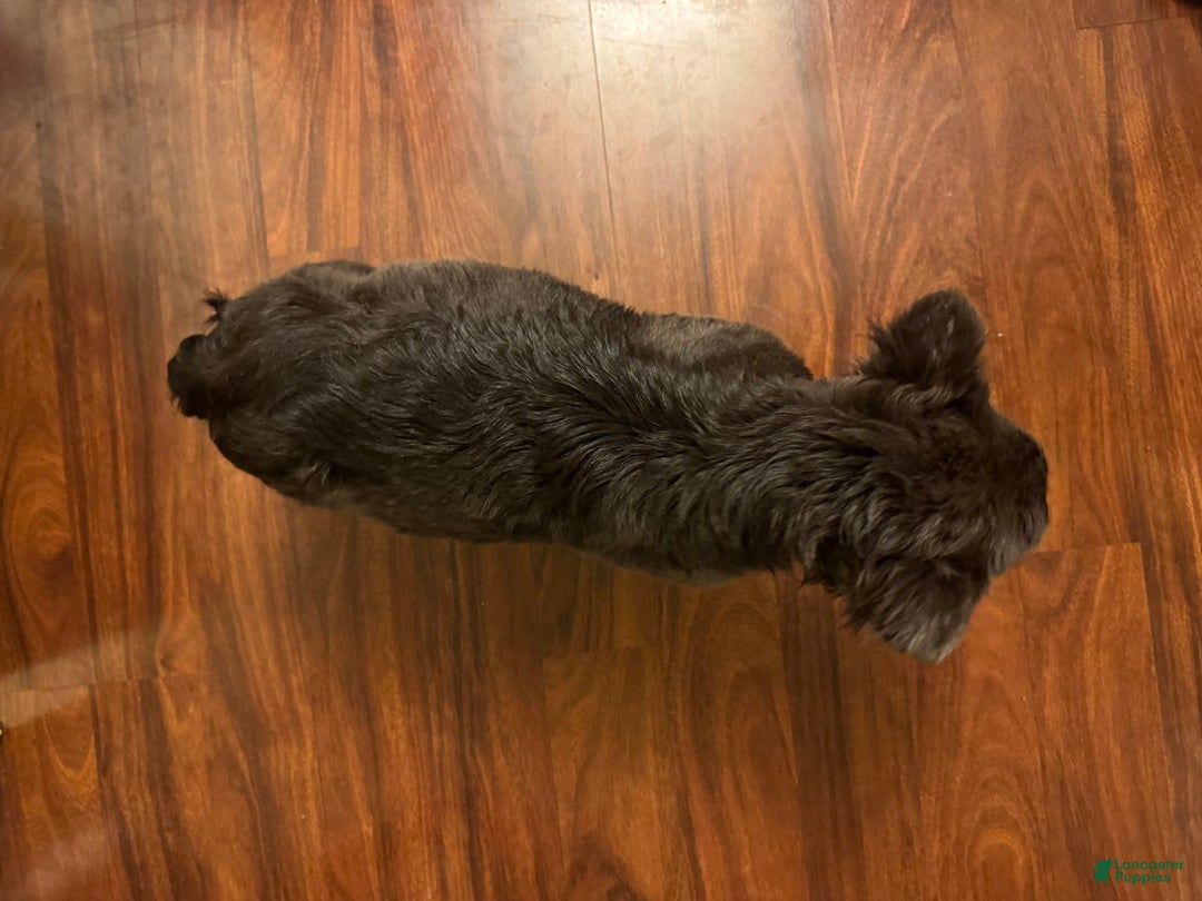 French Bulldog dogs for sale: Fluffy Girl - Image 2