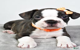 Frenchton dogs for sale: Franklin - Image 8
