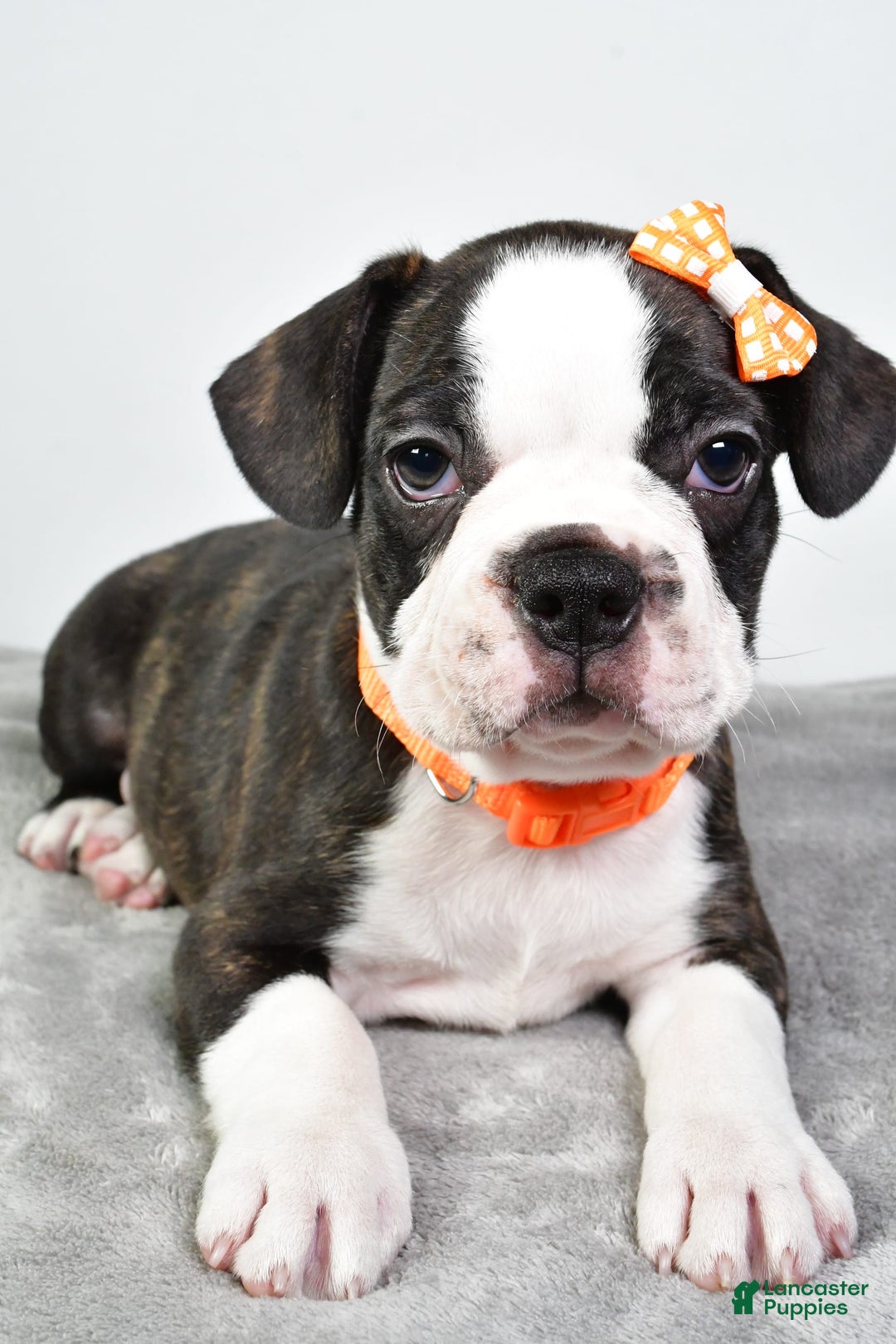 Frenchton dogs for sale: Franklin - Image 8