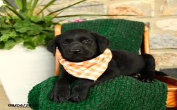Labrador Retriever dogs for sale: Tiramisu - Image 2