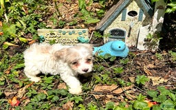 Havapoo dogs for sale: Tiny Patches - Image 3