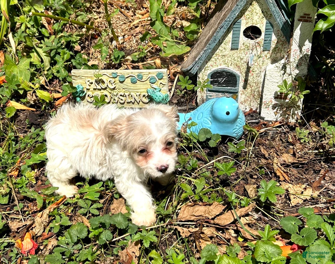 Havapoo dogs for sale: Tiny Patches - Image 3