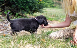 Labrador Retriever dogs for sale: Raven - Image 9