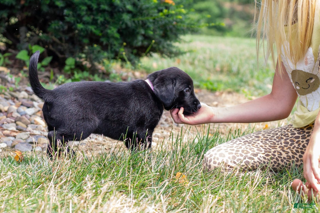Labrador Retriever dogs for sale: Raven - Image 9