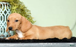 Miniature Dachshund dogs for sale: Dora - Image 7