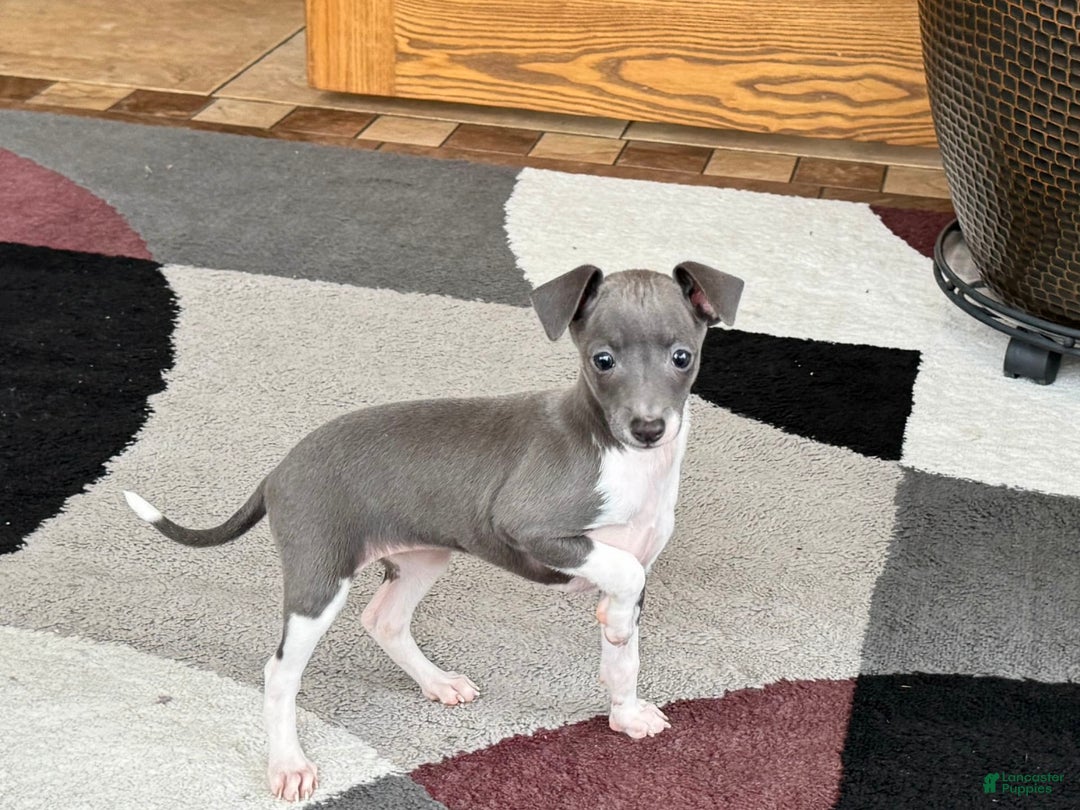 Italian Greyhound dogs for sale: Rhonda - Image 2