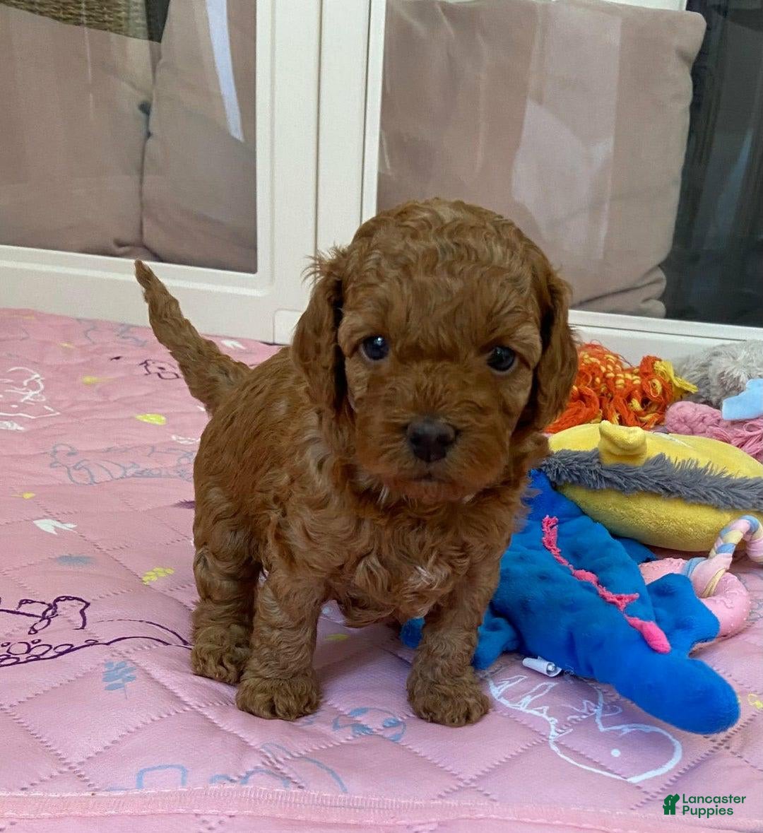 Cavapoo dogs for sale: Debra - Image 1