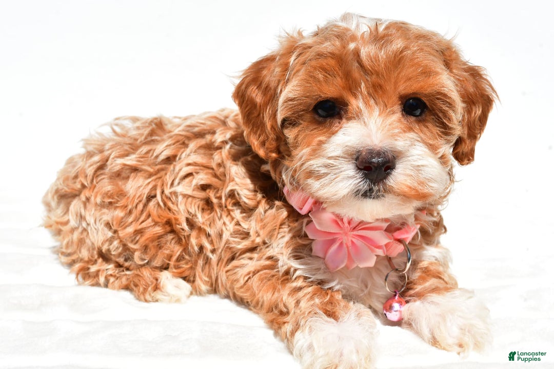 Maltipoo dogs for sale: Dixie - Image 8