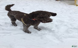 Goldendoodle dogs for sale: Jupiter - Image 4