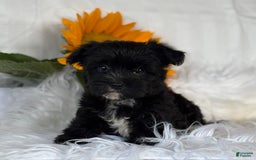 Morkie dogs for sale: LOGAN - Image 9