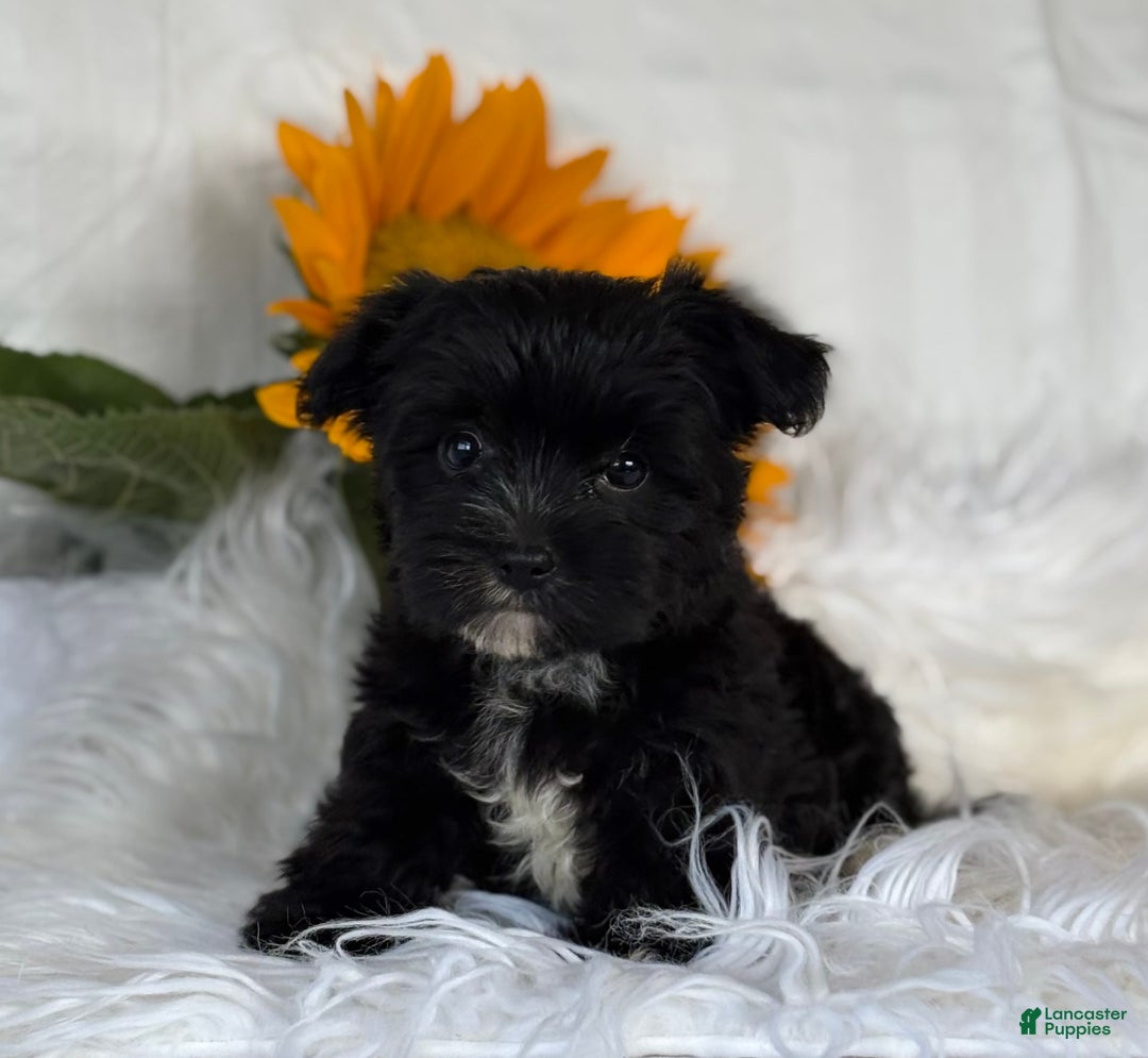 Morkie dogs for sale: LOGAN - Image 9