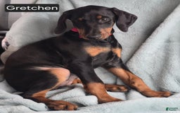 Doberman Pinscher dogs for sale: Grechen - Image 3
