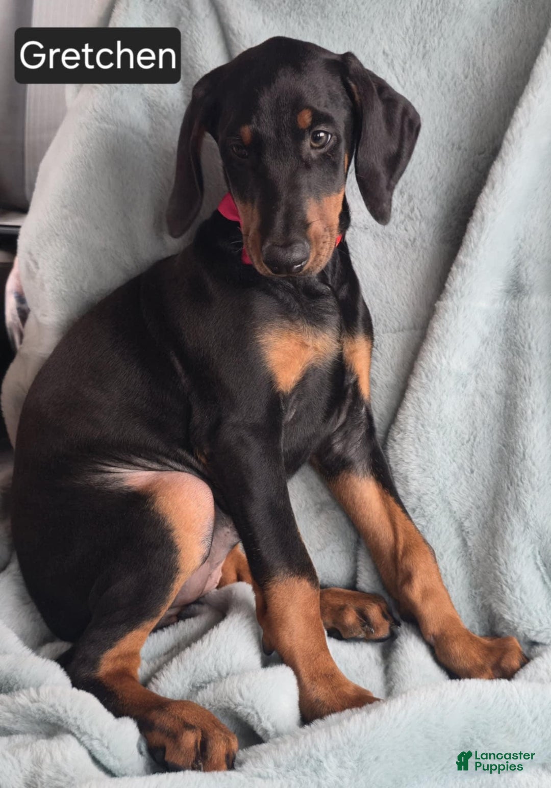Doberman Pinscher dogs for sale: Grechen - Image 3