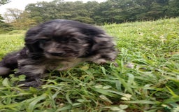Cocker Spaniel dogs for sale: Oceon - Image 5