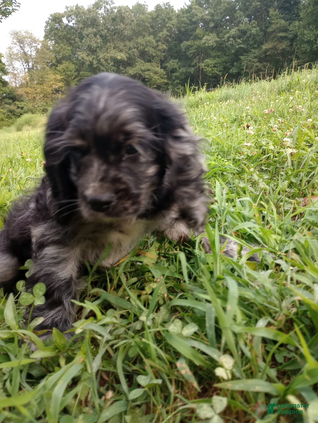 Cocker Spaniel dogs for sale: Oceon - Image 5