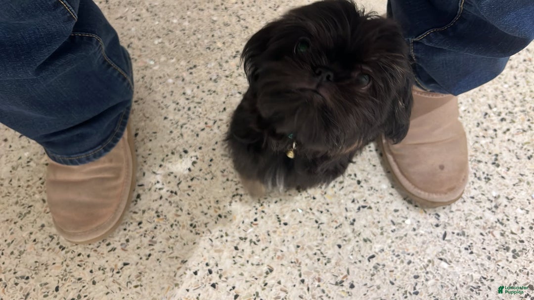 Shih Tzu dogs for sale: Wendy - Image 6