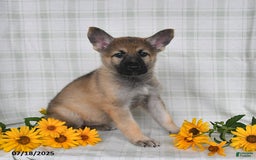German Shepherd dogs for sale: Kyla - Image 3
