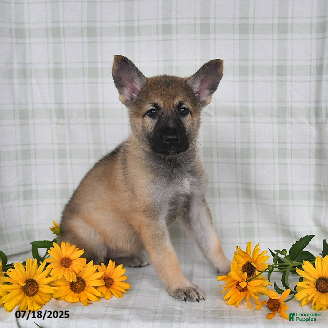 German Shepherd dogs for sale: Kyla - Image 3