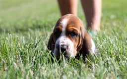 Basset Hound dogs for sale: Rocky - Image 11
