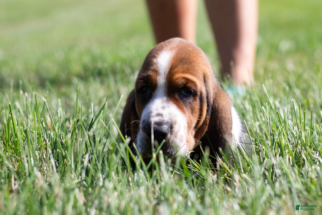 Basset Hound dogs for sale: Rocky - Image 11