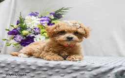 Bichpoo dogs for sale: Cheyenne - Image 7