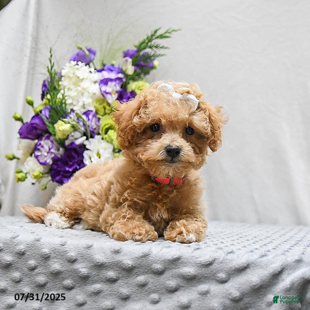 Bichpoo dogs for sale: Cheyenne - Image 7