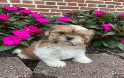Shih Tzu dogs for sale: Lizzie - Image 7