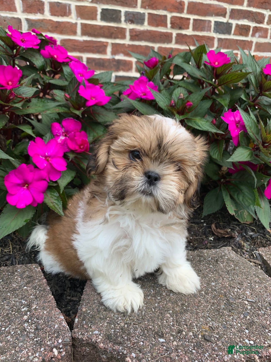 Shih Tzu dogs for sale: Lizzie - Image 7
