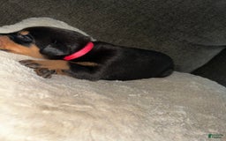Doberman Pinscher dogs for sale: Pink Collar - Image 6