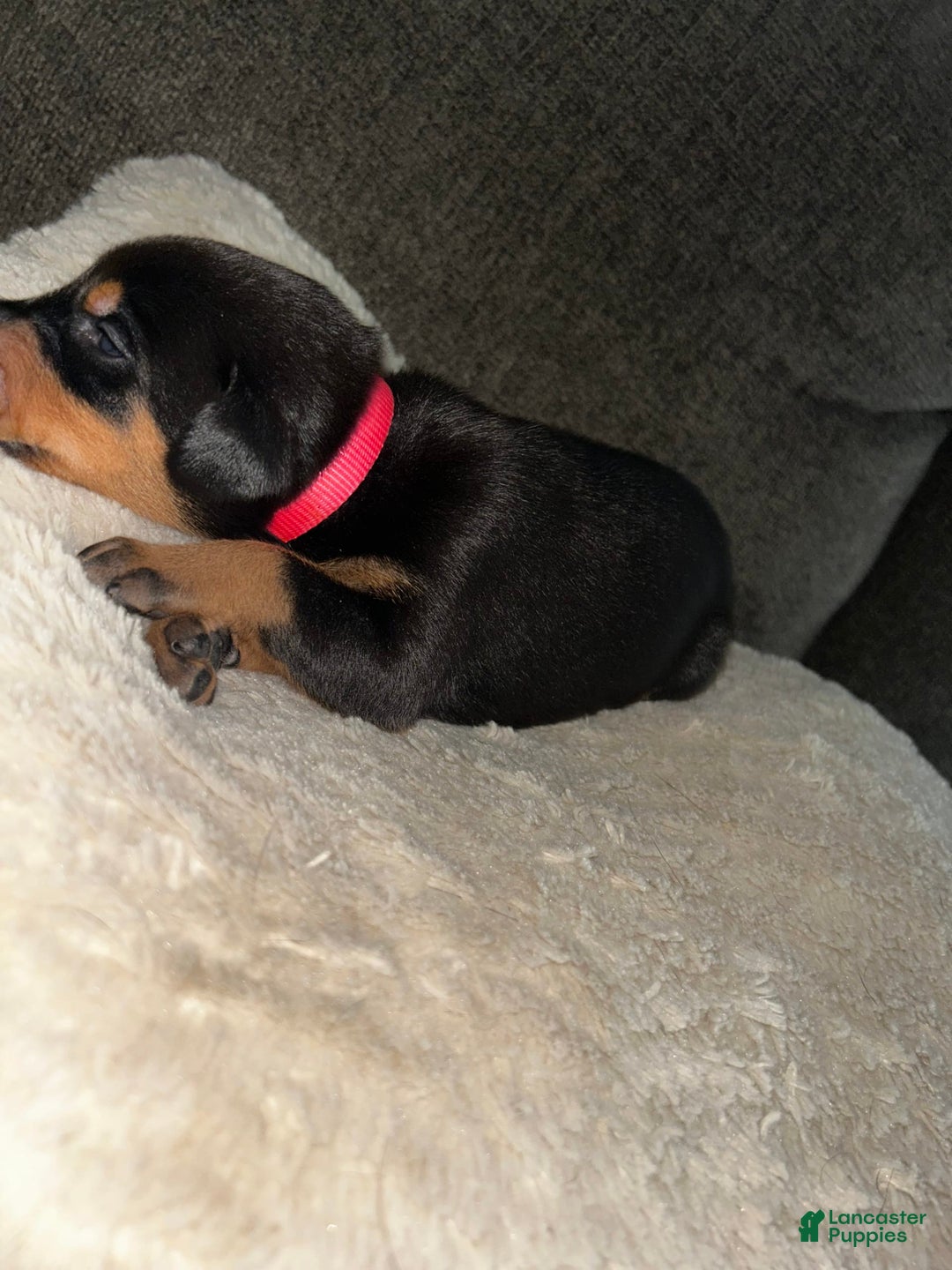 Doberman Pinscher dogs for sale: Pink Collar - Image 6
