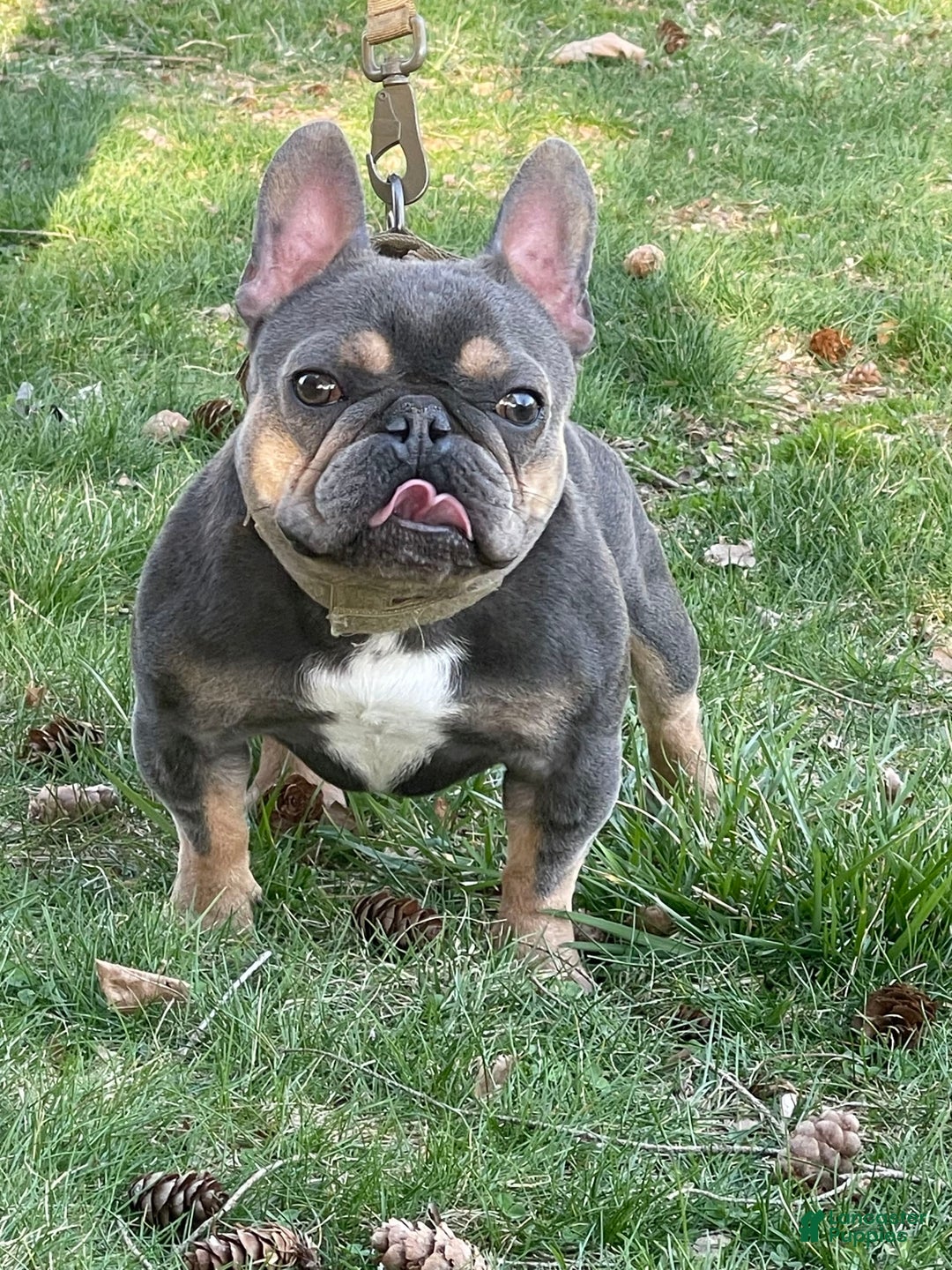 French Bulldog dogs for stud: Baby Yoda - Image 4