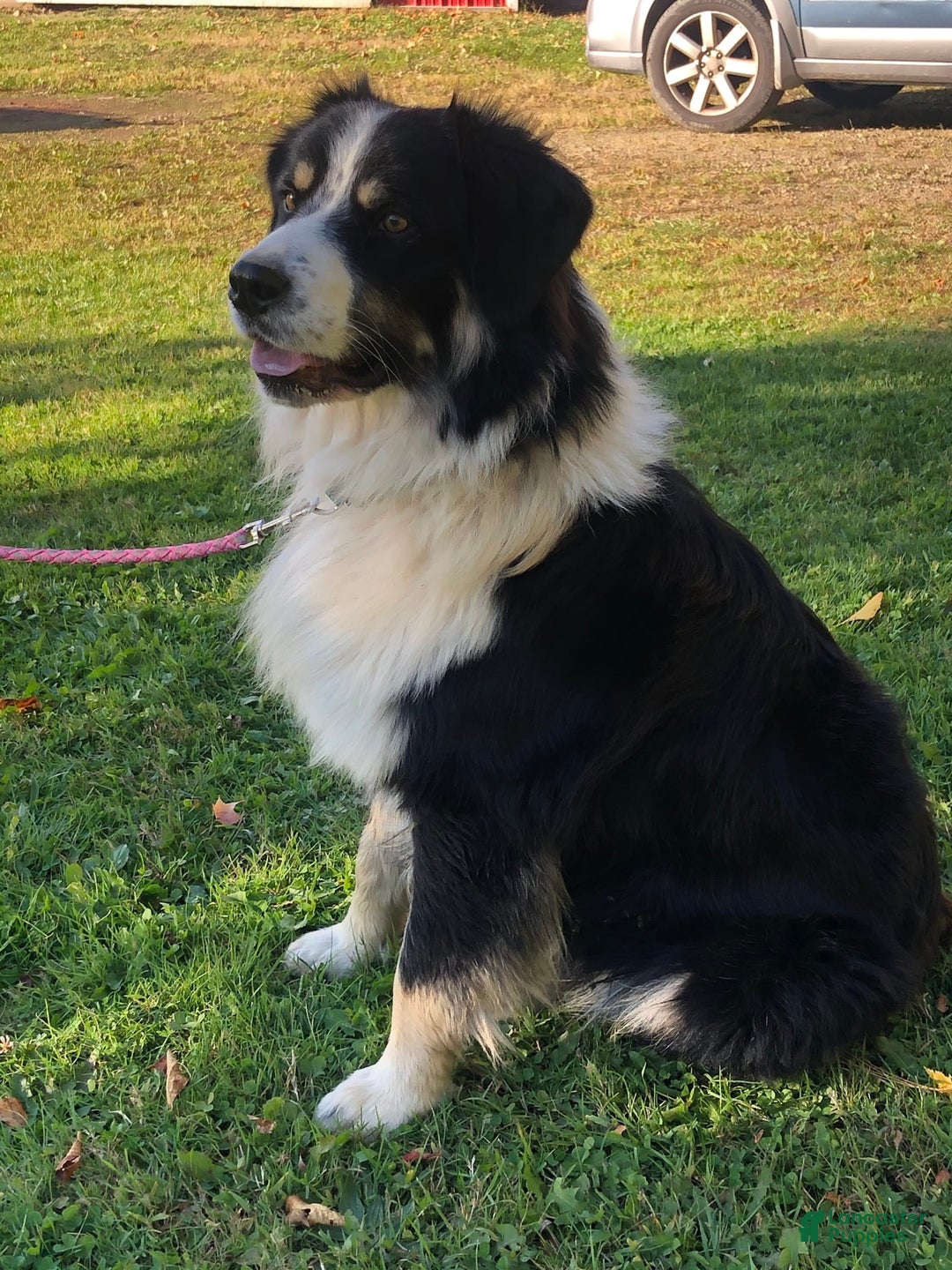 Australian Shepherd dogs for sale: Zena H3 - Image 5