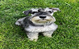 Miniature Schnauzer dogs for sale: Samson - Image 5