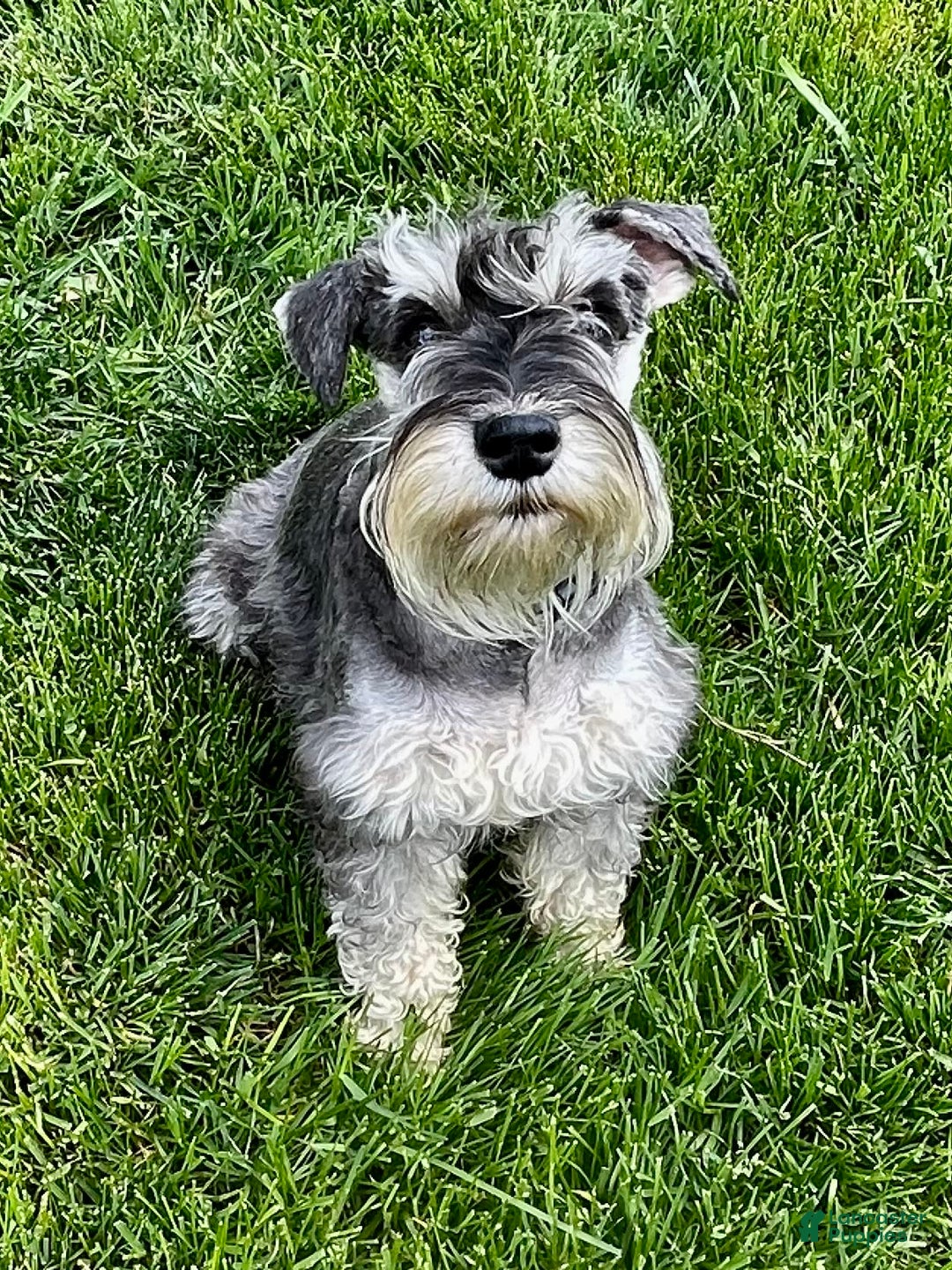 Miniature Schnauzer dogs for sale: Samson - Image 5