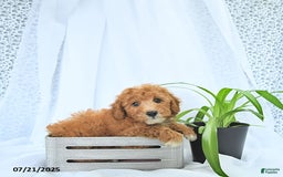 Mini Goldendoodle dogs for sale: Mason - Image 5