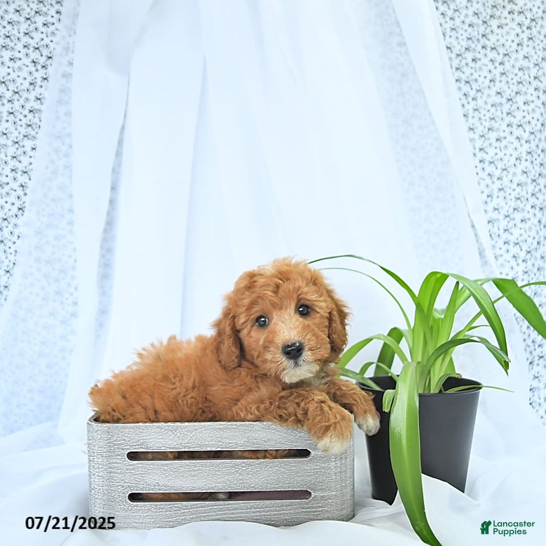 Mini Goldendoodle dogs for sale: Mason - Image 5