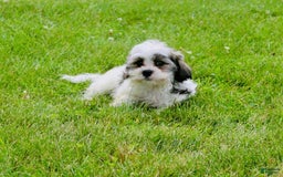 Malshi dogs for sale: Lucky - Image 5