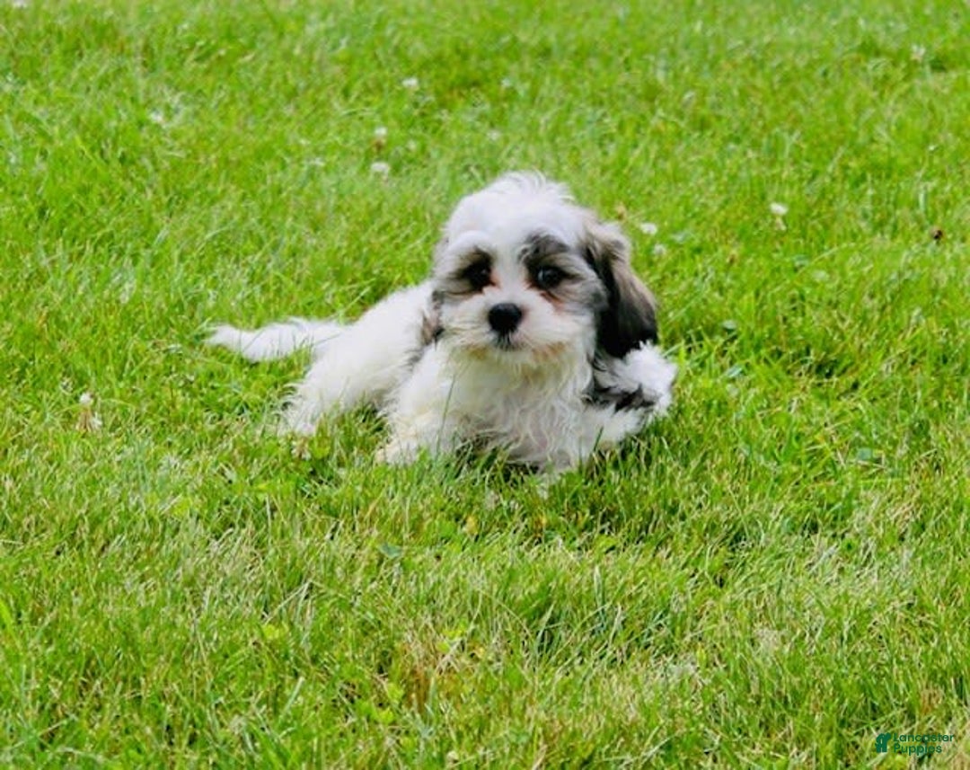 Malshi dogs for sale: Lucky - Image 5