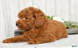 Miniature Poodle dogs for sale: Zinc - Image 8