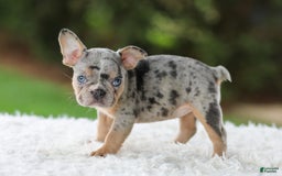 French Bulldog dogs for sale: Willow - Image 8