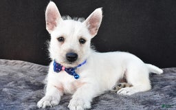 West Highland Terrier dogs for sale: Nugget - Image 1