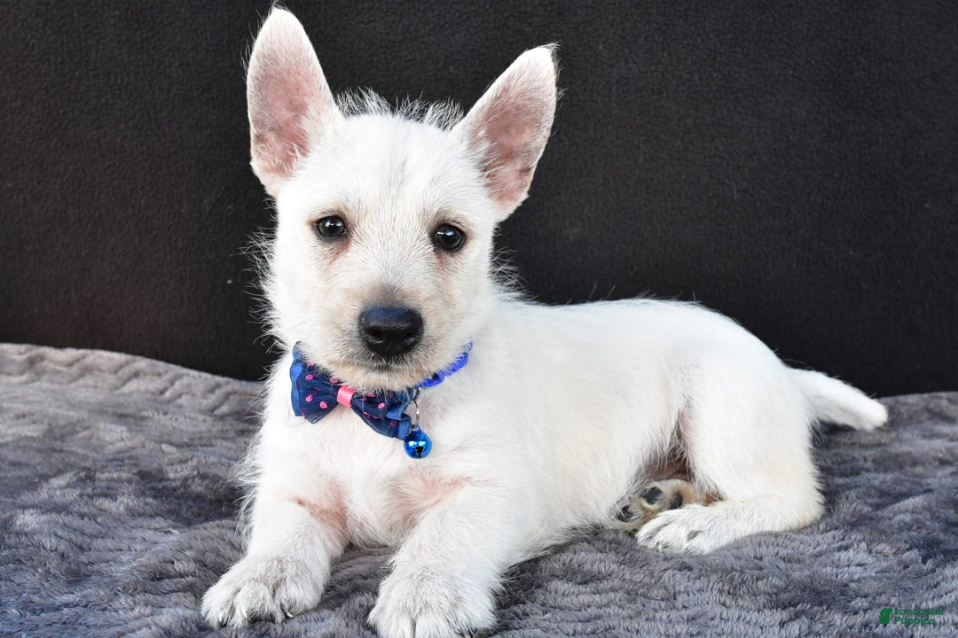 West Highland Terrier dogs for sale: Nugget - Image 1