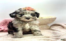 Mini Goldendoodle dogs for sale: Micro Charlie - Image 3