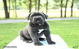 Cane Corso dogs for sale: Storm - Image 4