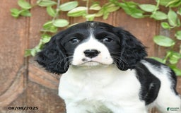 English Springer Spaniel dogs for sale: Olivia - Image 4
