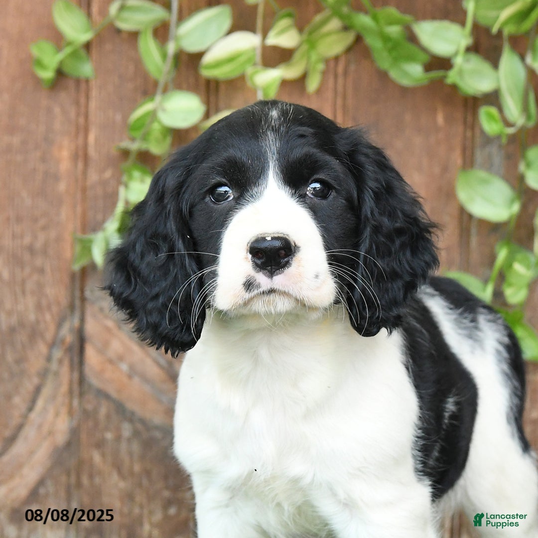 English Springer Spaniel dogs for sale: Olivia - Image 4