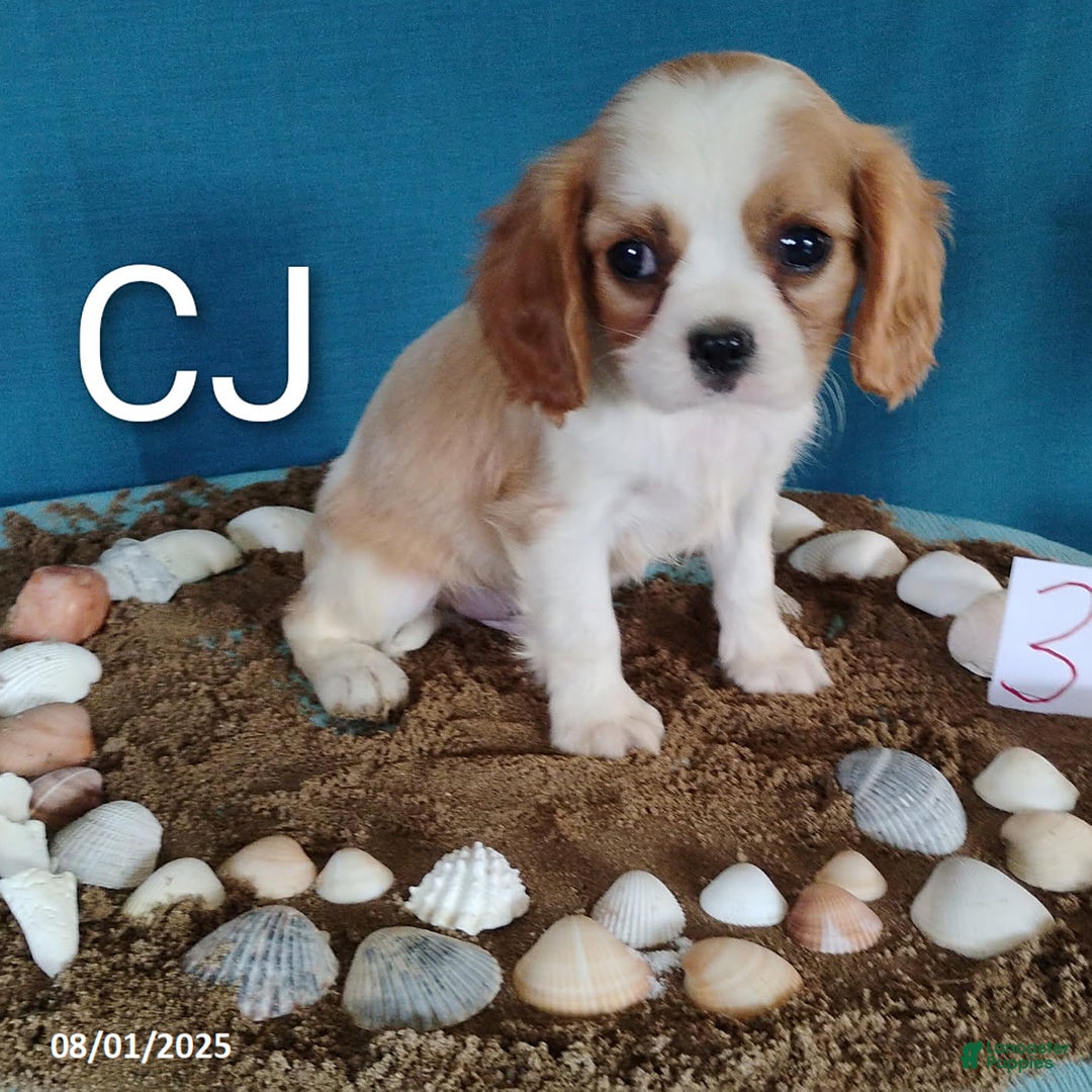 Cavalier King Charles Spaniel dogs for sale: CJ - Image 4