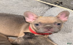 French Bulldog dogs for sale: Blessing - Image 7