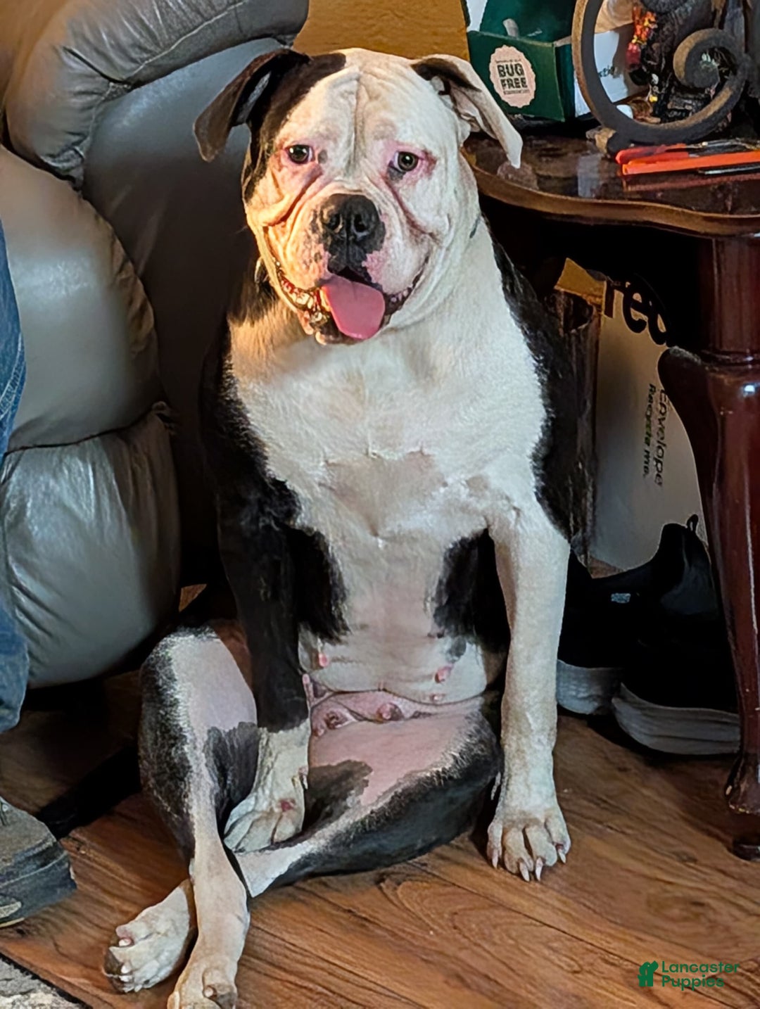 American Bulldog dogs for sale: Briar Rose - Image 4