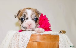 French Bulldog dogs for sale: Athena Akc - Image 34